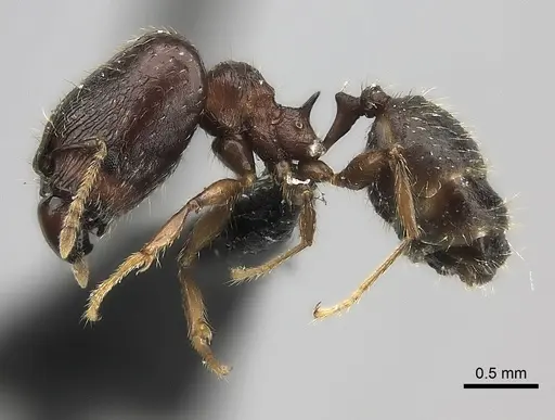 Pheidole ensifera - CASENT0427835