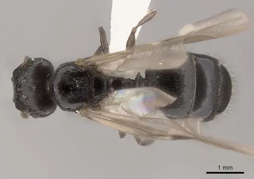 Pheidole ensifera - CASENT0427876