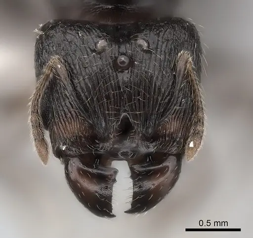 Pheidole ensifera - CASENT0427876