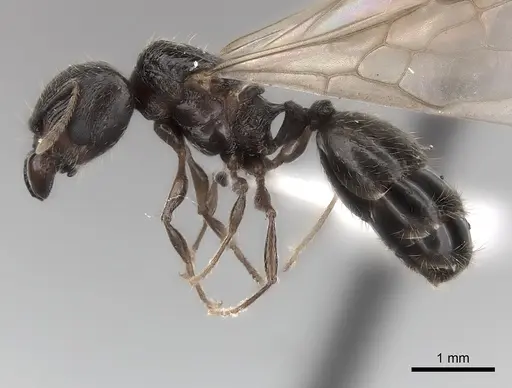 Pheidole ensifera - CASENT0427876