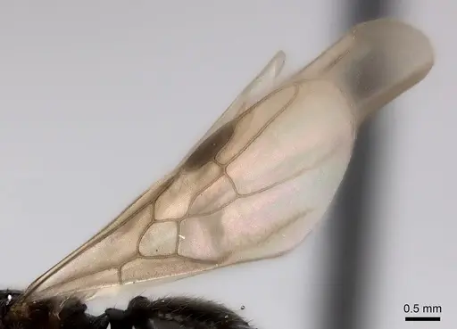 Pheidole ensifera - CASENT0427876