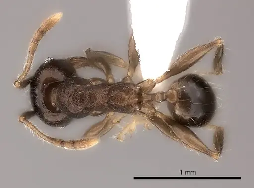 Pheidole ensifera - CASENT0427879