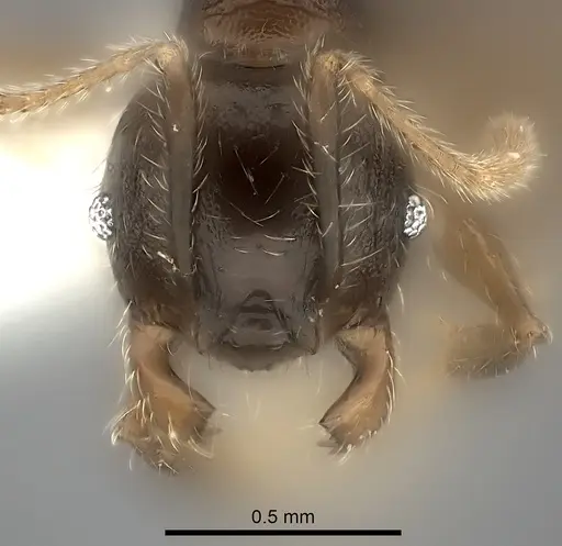 Pheidole ensifera - CASENT0427879