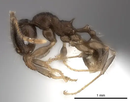 Pheidole ensifera - CASENT0427879