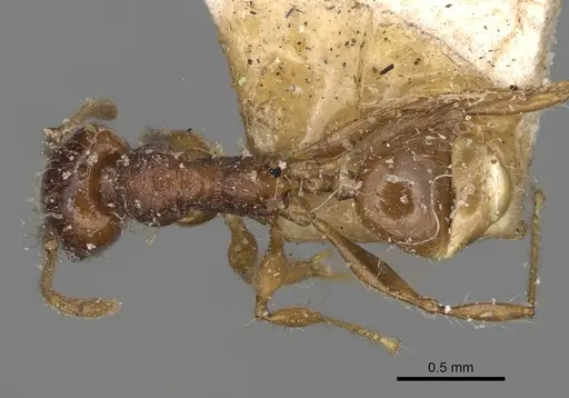 Pheidole ensifera - CASENT0923207