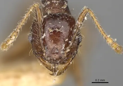 Pheidole ensifera - CASENT0923207