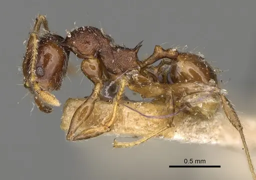 Pheidole ensifera - CASENT0923207