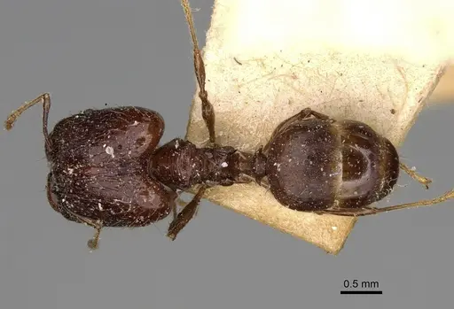 Pheidole ensifera - CASENT0923208