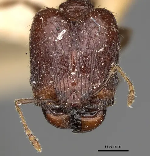 Pheidole ensifera - CASENT0923208