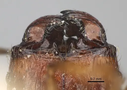 Pheidole ensifera - CASENT0923208