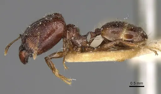 Pheidole ensifera - CASENT0923208
