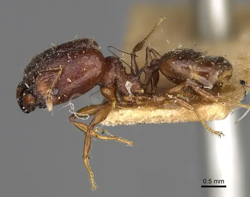 Pheidole ensifera - CASENT0923209