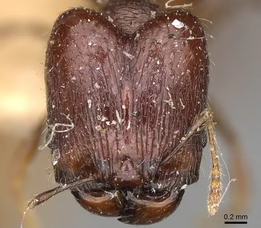 Pheidole ensifera - CASENT0923209