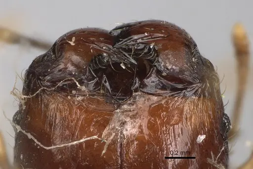 Pheidole ensifera - CASENT0923209