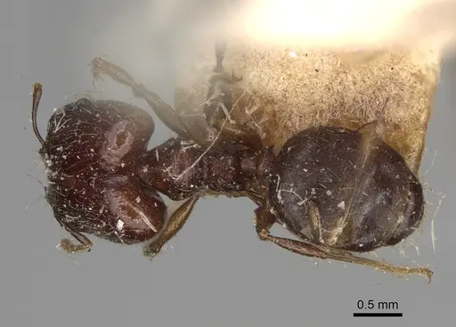 Pheidole ensifera - CASENT0923209