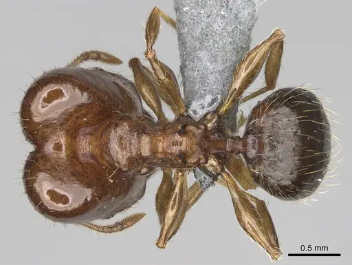Pheidole ensifera - CASENT0923226