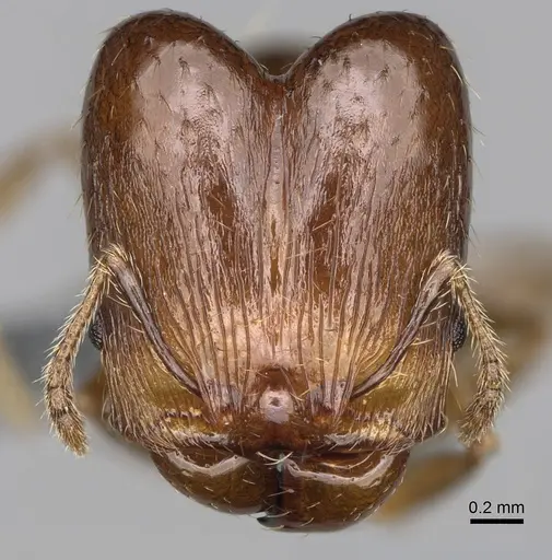 Pheidole ensifera - CASENT0923226