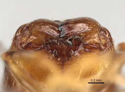 Pheidole ensifera - CASENT0923226