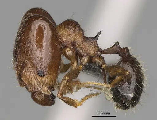 Pheidole ensifera - CASENT0923226