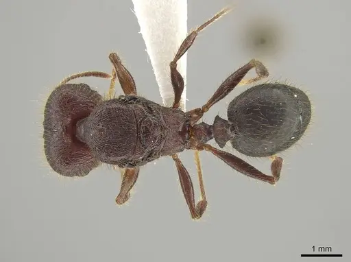 Pheidole eosimilis specimen