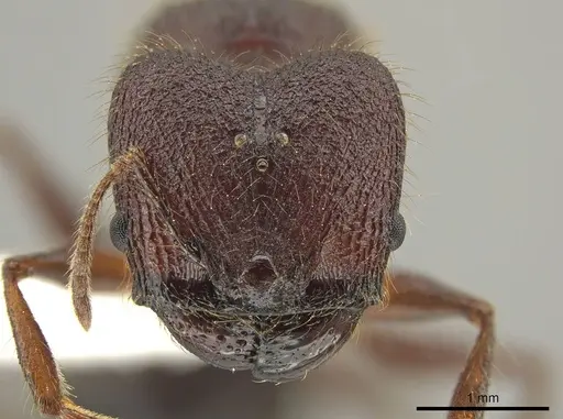 Pheidole eosimilis specimen