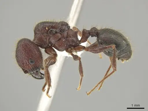 Pheidole eosimilis specimen
