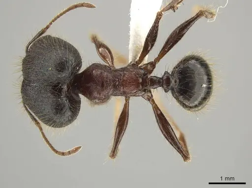 Pheidole eosimilis - CASENT0619392
