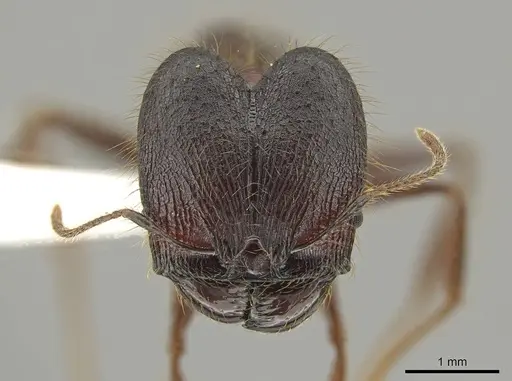 Pheidole eosimilis - CASENT0619392