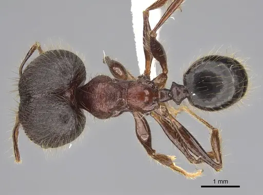 Pheidole eosimilis - CASENT0619393
