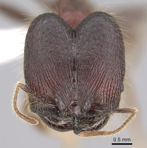 Pheidole eosimilis - CASENT0619393