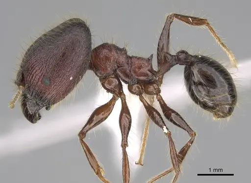 Pheidole eosimilis - CASENT0619393