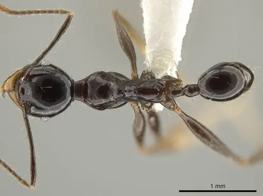 Pheidole eosimilis - CASENT0619639