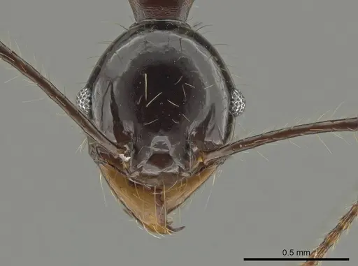 Pheidole eosimilis - CASENT0619639