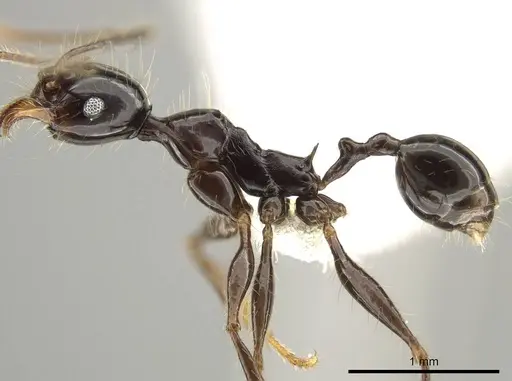 Pheidole eosimilis - CASENT0619639