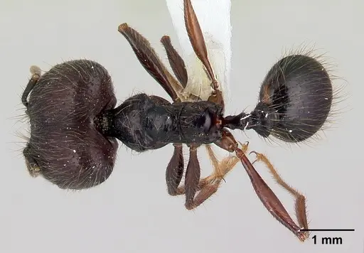 Pheidole eowilsoni specimen