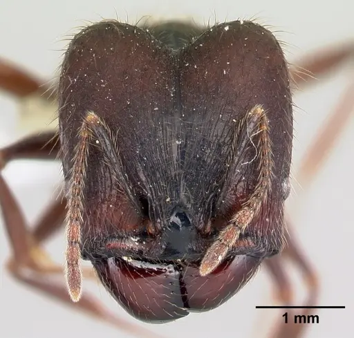 Pheidole eowilsoni specimen