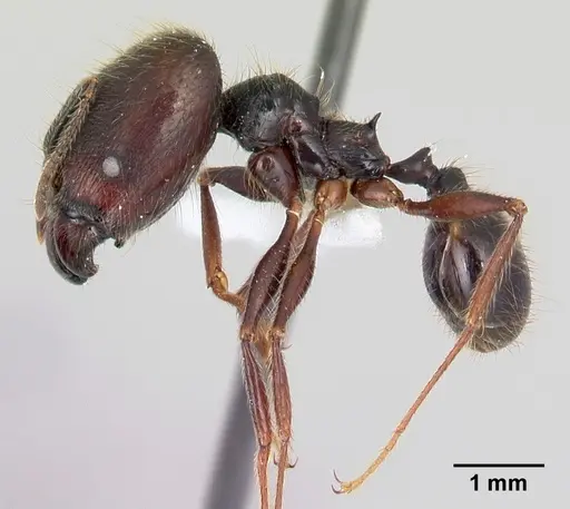 Pheidole eowilsoni specimen