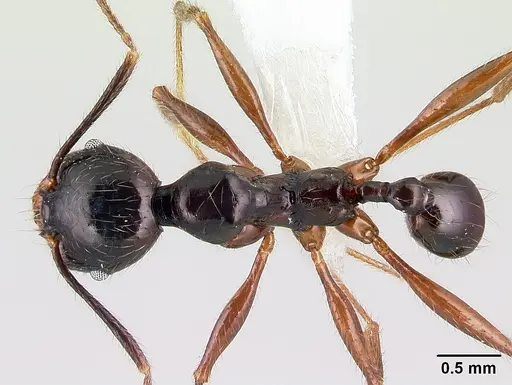 Pheidole eowilsoni - CASENT0608880