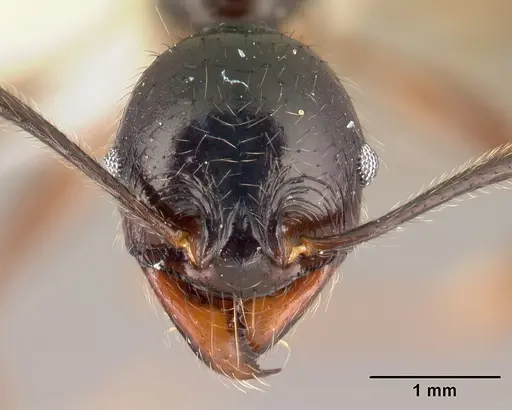 Pheidole eowilsoni - CASENT0608880