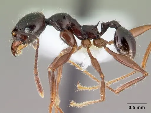 Pheidole eowilsoni - CASENT0608880