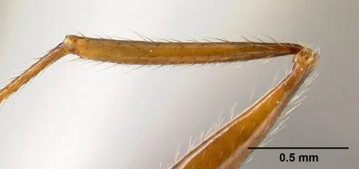 Pheidole eowilsoni - CASENT0608880