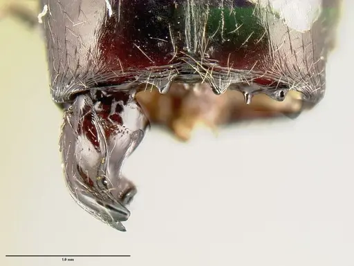 Pheidole eowilsoni - CASENT0608894
