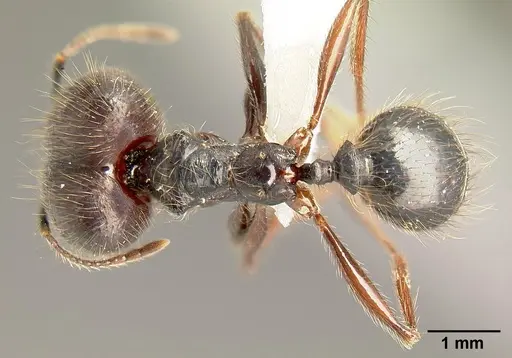 Pheidole eowilsoni - CASENT0608897