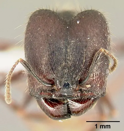 Pheidole eowilsoni - CASENT0608897
