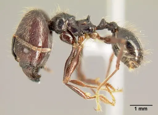Pheidole eowilsoni - CASENT0608897