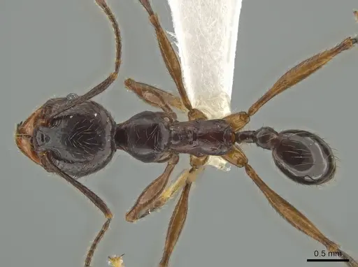 Pheidole eowilsoni - CASENT0619440