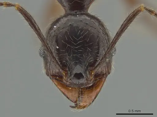 Pheidole eowilsoni - CASENT0619440