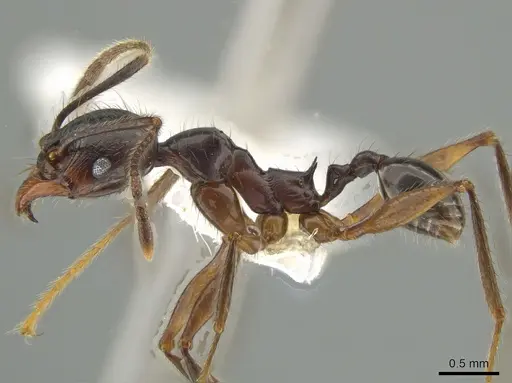 Pheidole eowilsoni - CASENT0619440