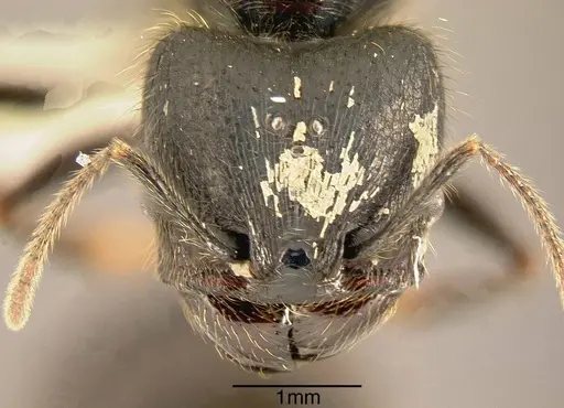 Pheidole eowilsoni - JTLC000003446