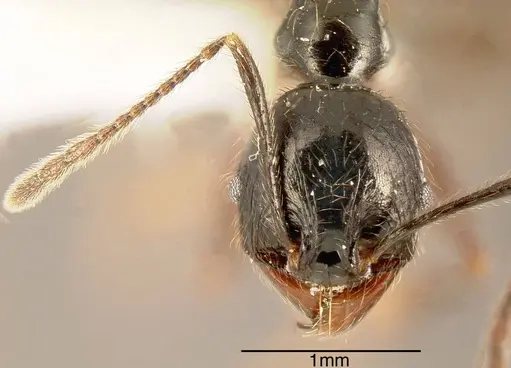 Pheidole eowilsoni - JTLC000003559